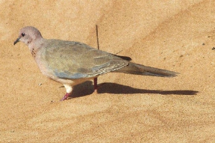 Uccello dall''Oman: Spilopelia senegalensis